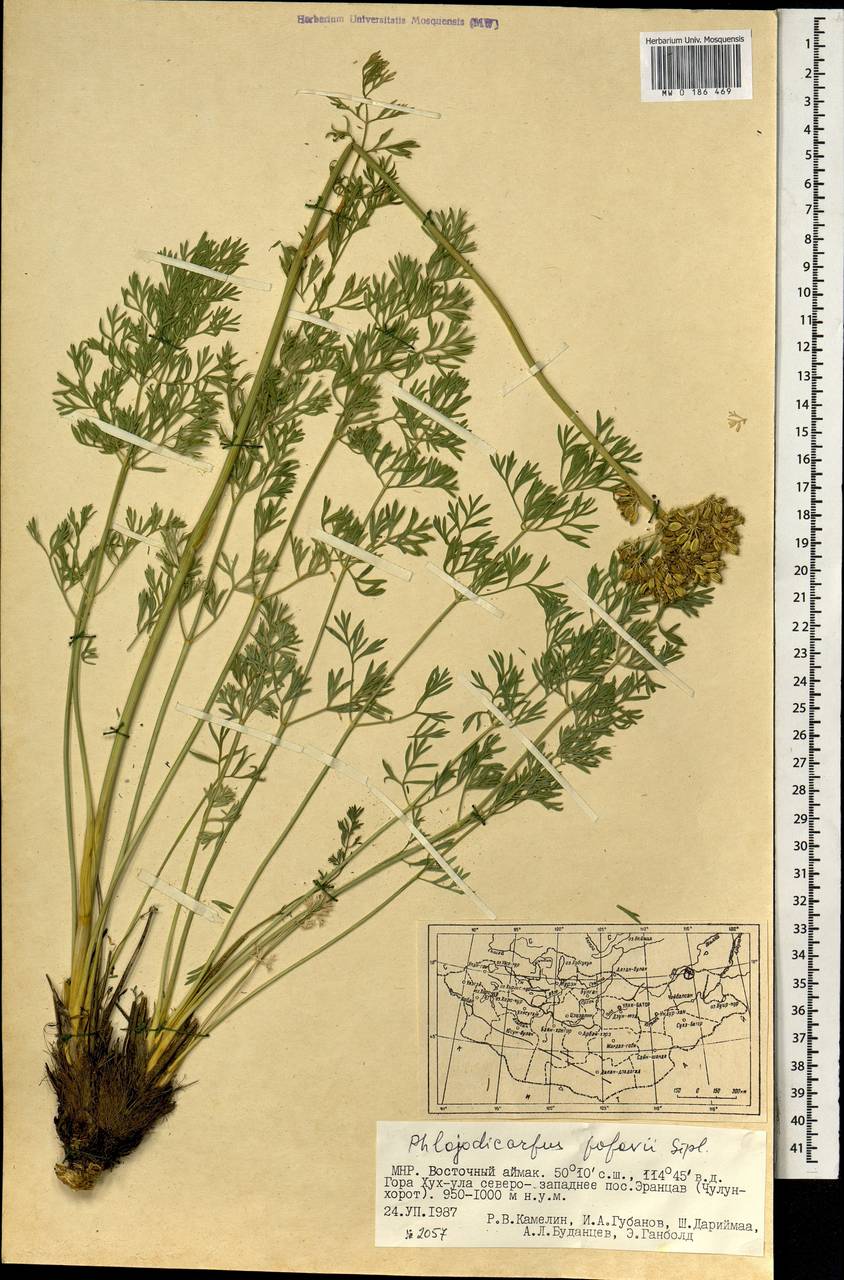 Phlojodicarpus sibiricus subsp. sibiricus, Монголия (MONG) (Монголия)