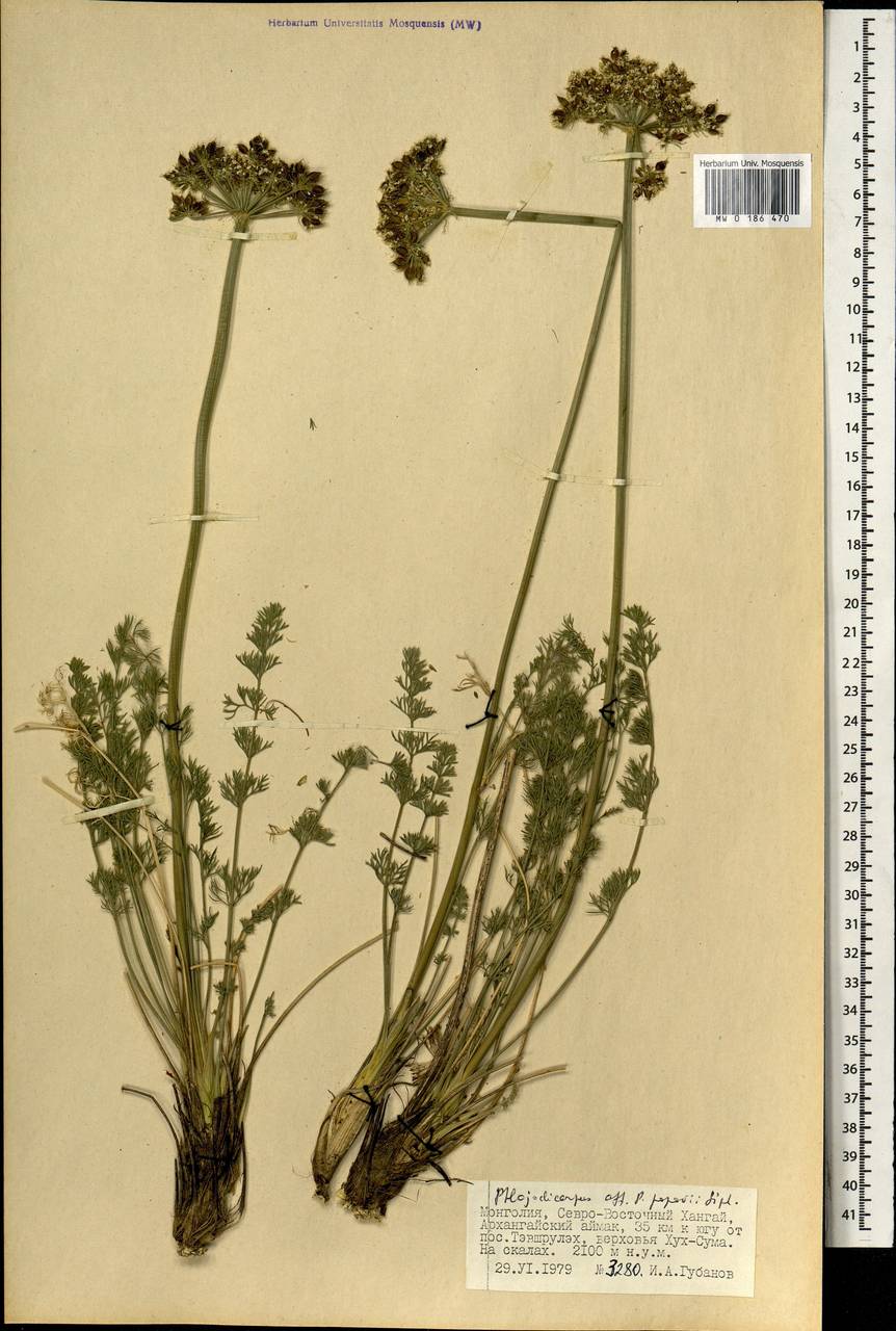 Phlojodicarpus sibiricus subsp. sibiricus, Монголия (MONG) (Монголия)