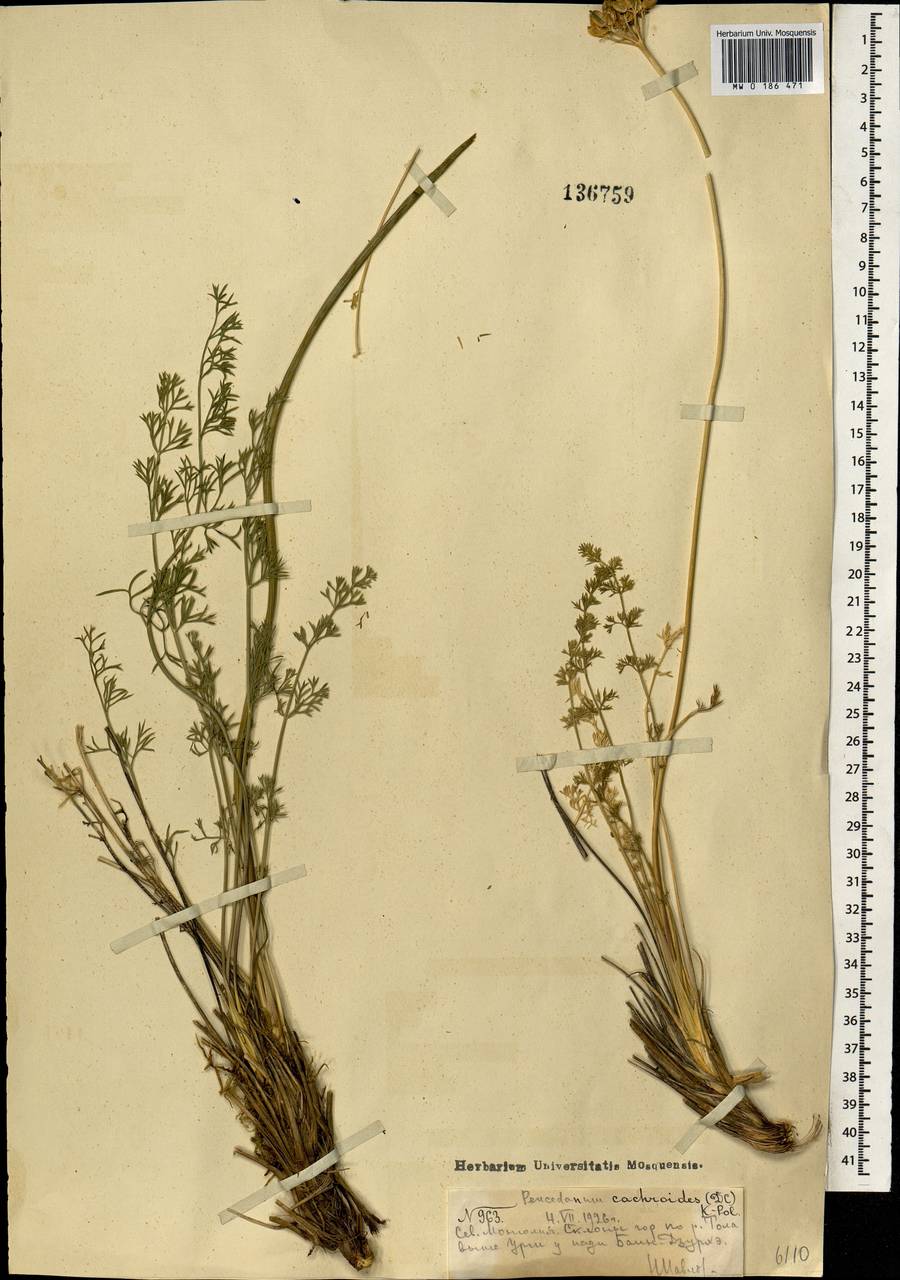 Phlojodicarpus sibiricus subsp. sibiricus, Монголия (MONG) (Монголия)