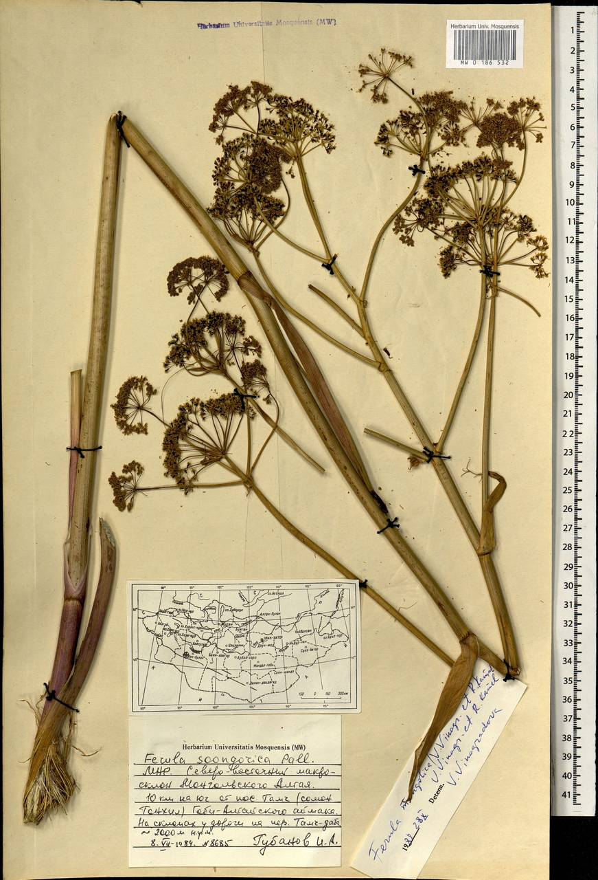 Ферула монгольская (V.M.Vinogr. & Kamelin) V.M.Vinogr. & Kamelin, Монголия (MONG) (Монголия)