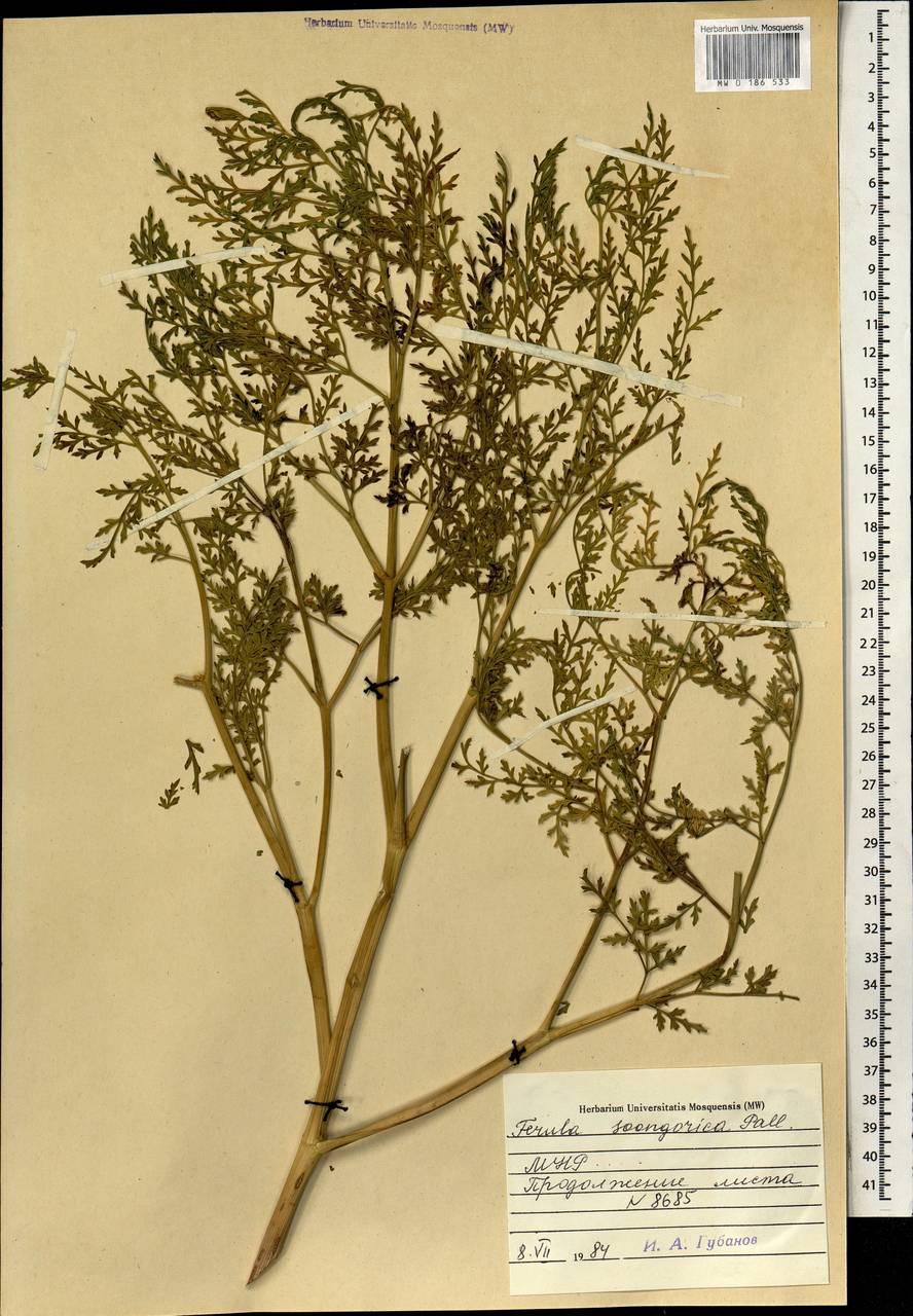 Ферула монгольская (V.M.Vinogr. & Kamelin) V.M.Vinogr. & Kamelin, Монголия (MONG) (Монголия)