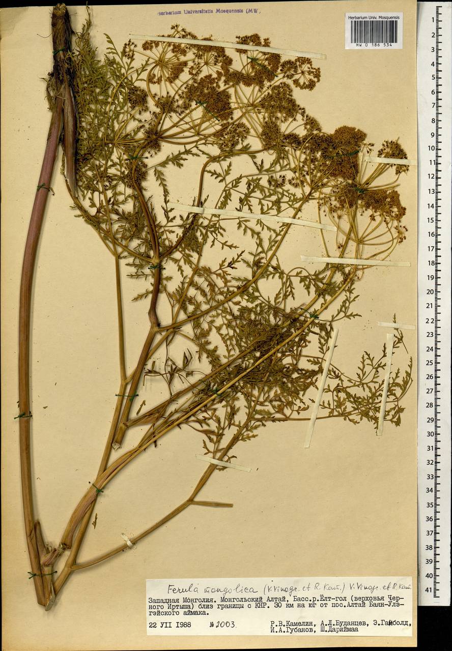 Ферула монгольская (V.M.Vinogr. & Kamelin) V.M.Vinogr. & Kamelin, Монголия (MONG) (Монголия)