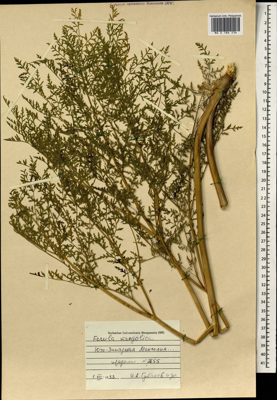 Ферула монгольская (V.M.Vinogr. & Kamelin) V.M.Vinogr. & Kamelin, Монголия (MONG) (Монголия)