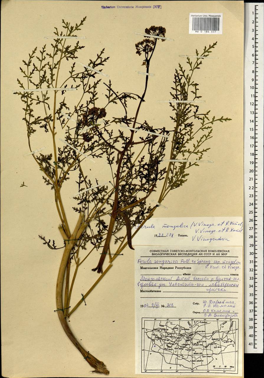 Ферула монгольская (V.M.Vinogr. & Kamelin) V.M.Vinogr. & Kamelin, Монголия (MONG) (Монголия)