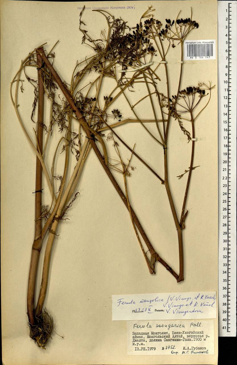 Ферула монгольская (V.M.Vinogr. & Kamelin) V.M.Vinogr. & Kamelin, Монголия (MONG) (Монголия)