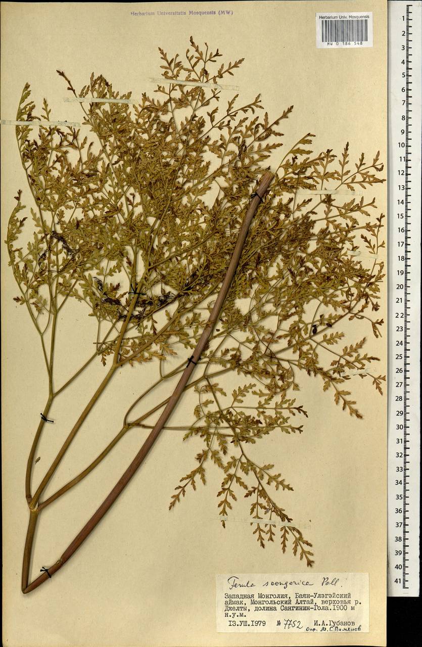 Ферула монгольская (V.M.Vinogr. & Kamelin) V.M.Vinogr. & Kamelin, Монголия (MONG) (Монголия)
