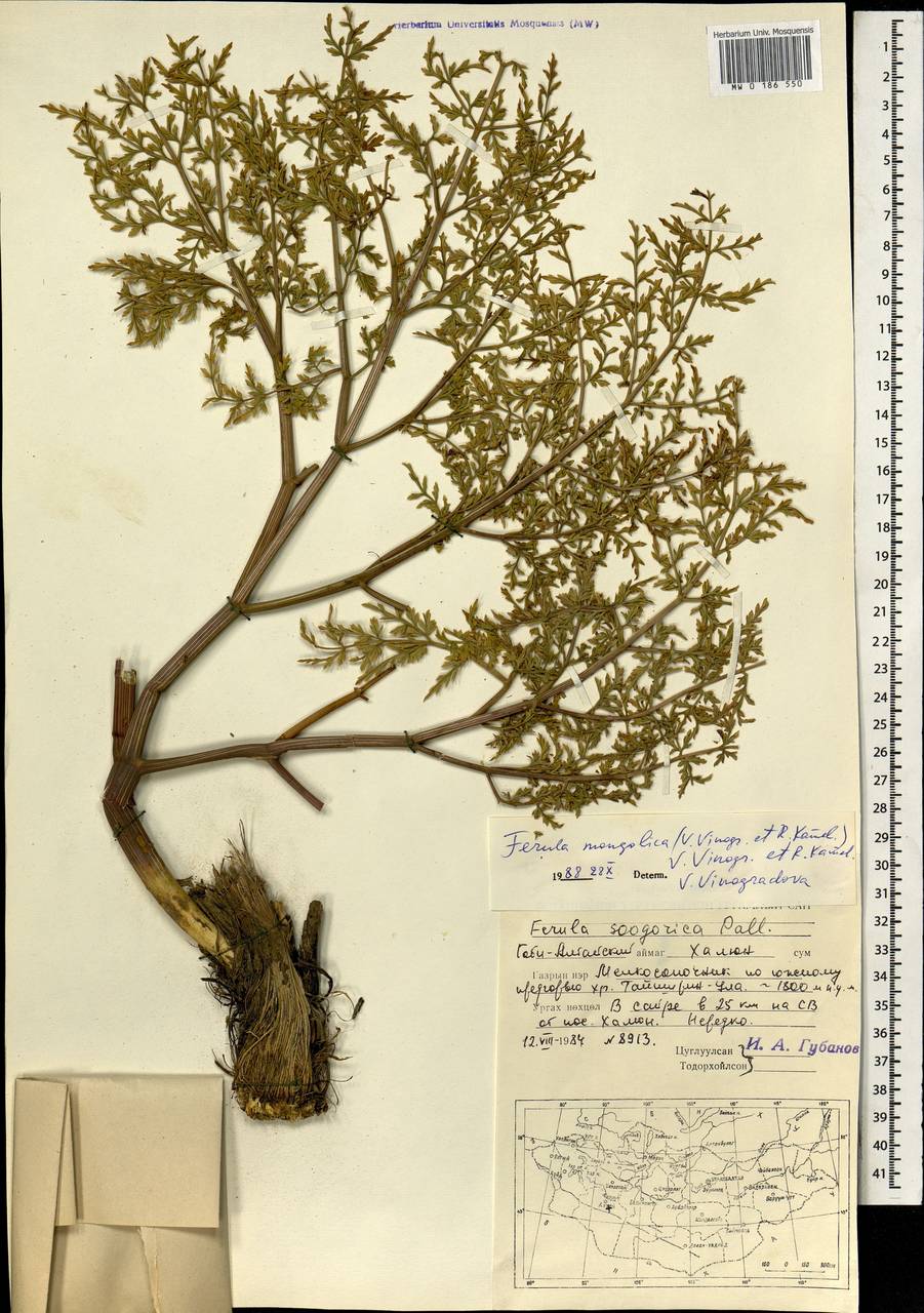 Ферула монгольская (V.M.Vinogr. & Kamelin) V.M.Vinogr. & Kamelin, Монголия (MONG) (Монголия)