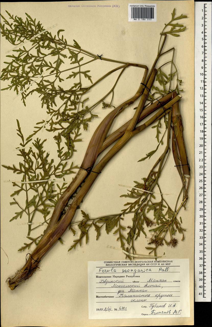 Ферула монгольская (V.M.Vinogr. & Kamelin) V.M.Vinogr. & Kamelin, Монголия (MONG) (Монголия)