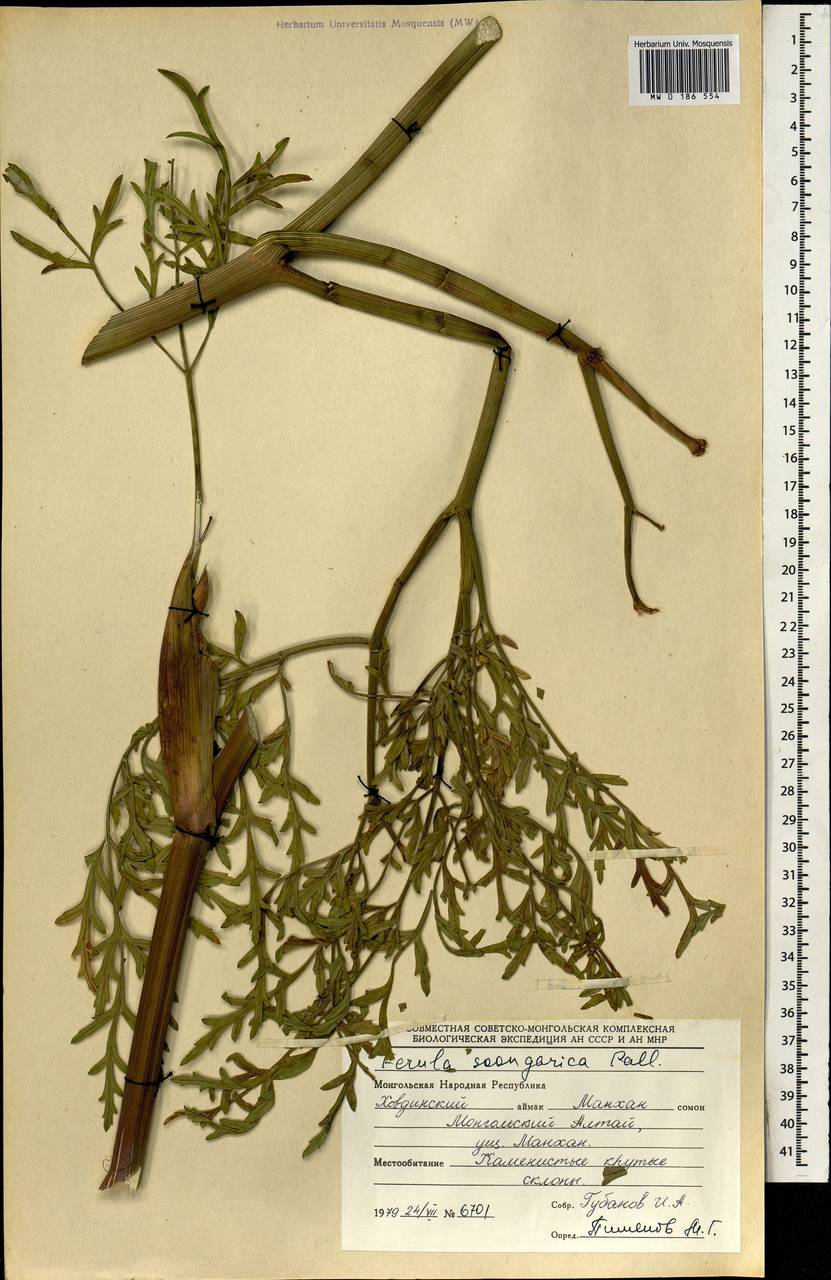 Ферула монгольская (V.M.Vinogr. & Kamelin) V.M.Vinogr. & Kamelin, Монголия (MONG) (Монголия)