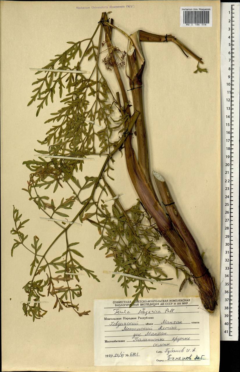 Ферула монгольская (V.M.Vinogr. & Kamelin) V.M.Vinogr. & Kamelin, Монголия (MONG) (Монголия)