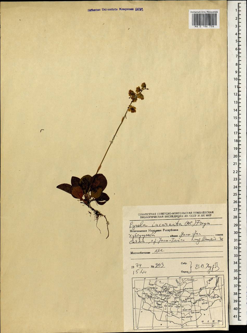 Pyrola asarifolia subsp. incarnata (DC.) A. E. Murray, Монголия (MONG) (Монголия)