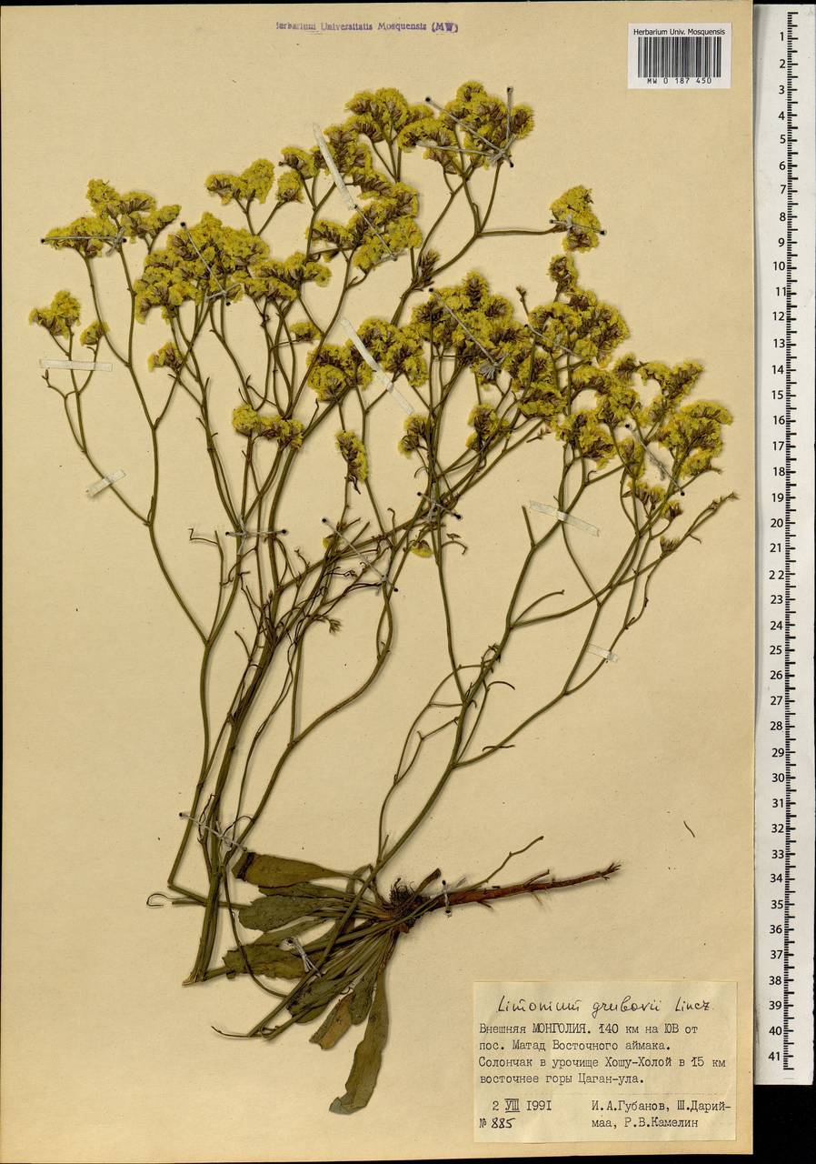 Limonium grubovii Lincz., Монголия (MONG) (Монголия)