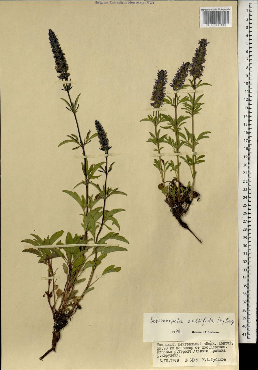 Nepeta multifida