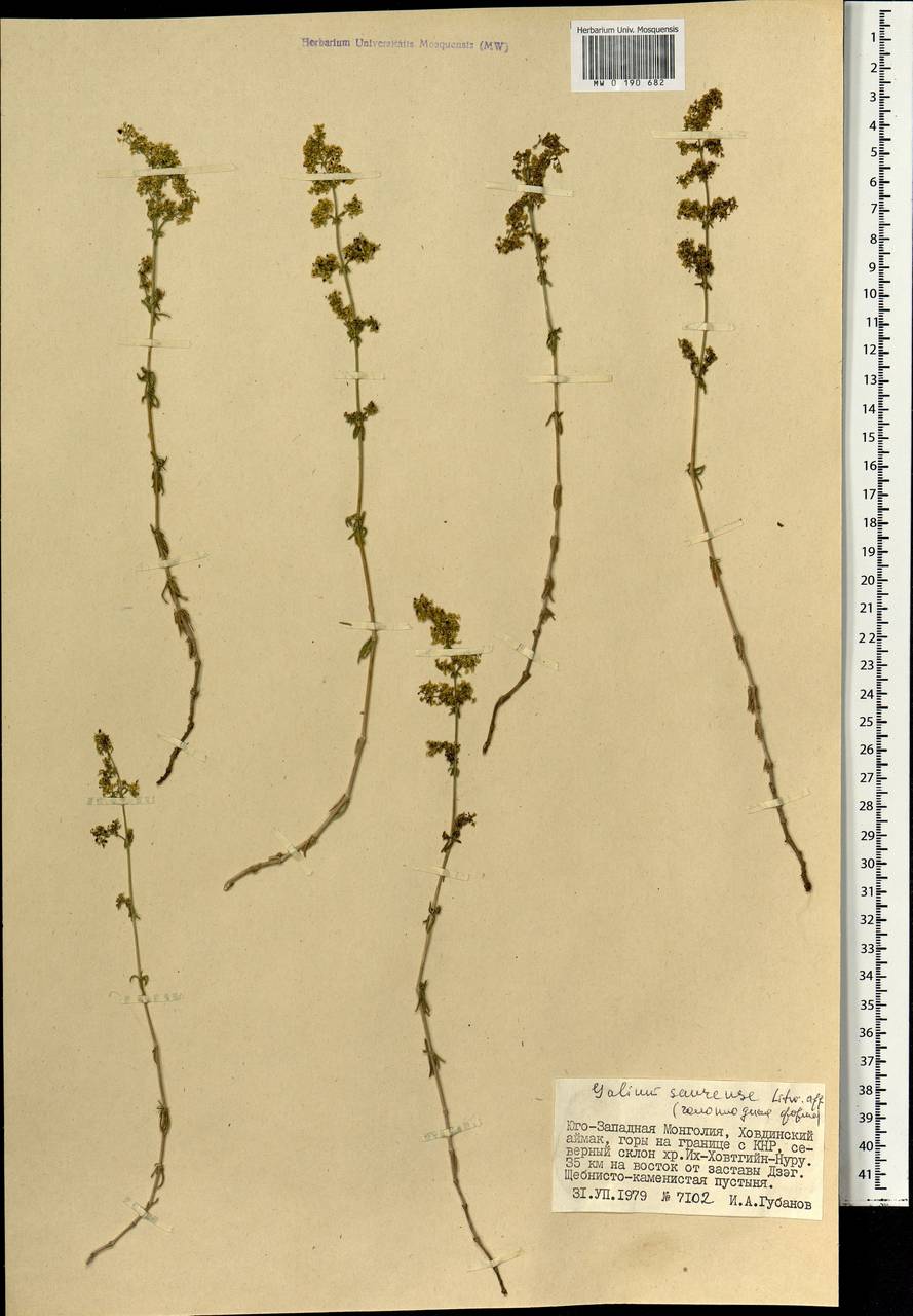 Подмаренник саурский Litv., Монголия (MONG) (Монголия)