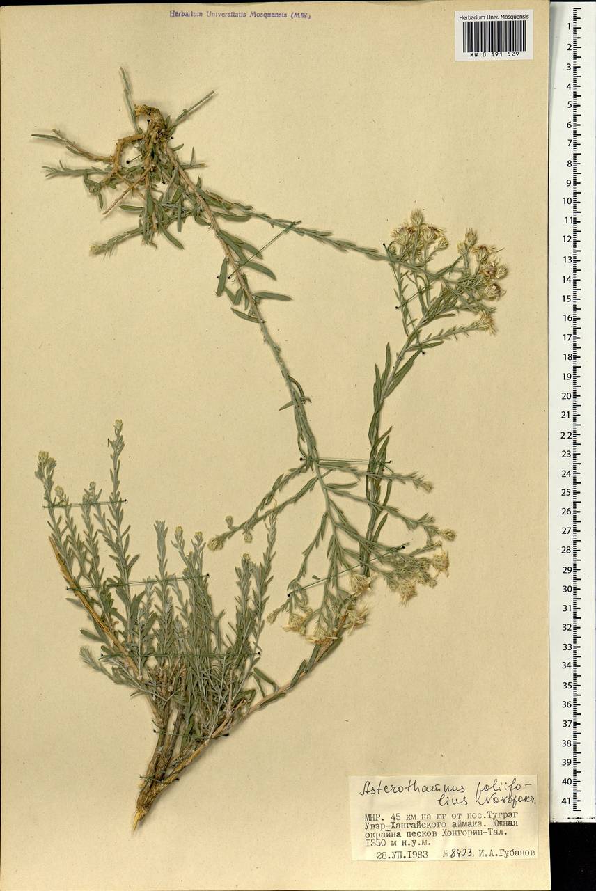 Астеротамнус дубровниколистный Novopokr., Монголия (MONG) (Монголия)