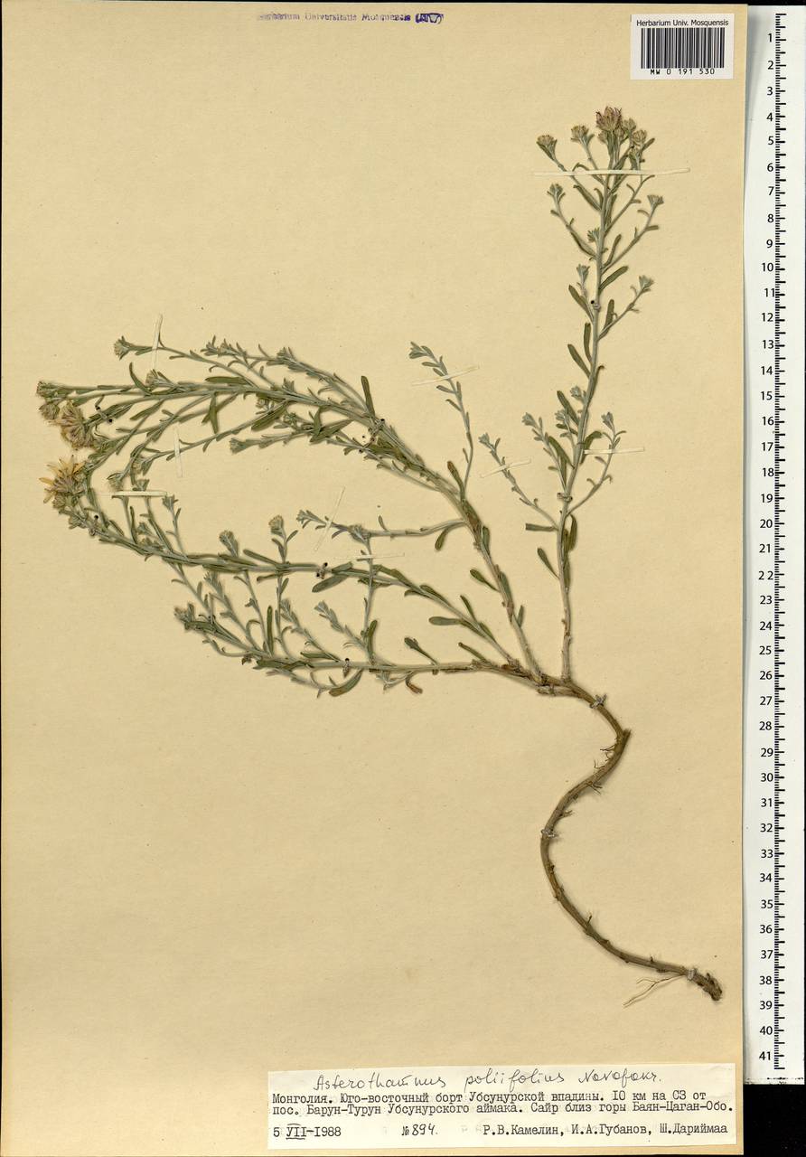 Астеротамнус дубровниколистный Novopokr., Монголия (MONG) (Монголия)