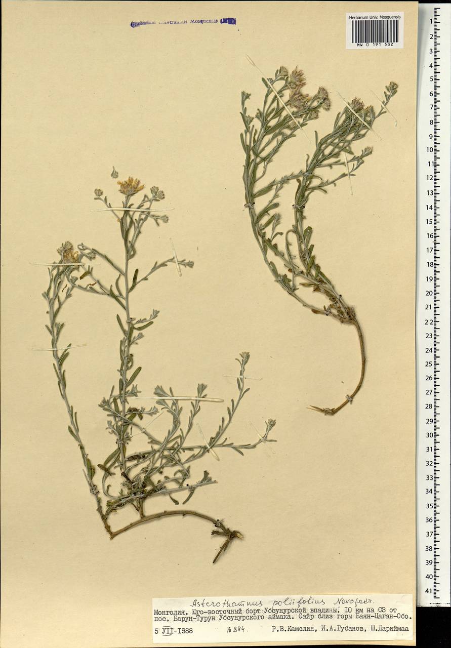 Астеротамнус дубровниколистный Novopokr., Монголия (MONG) (Монголия)