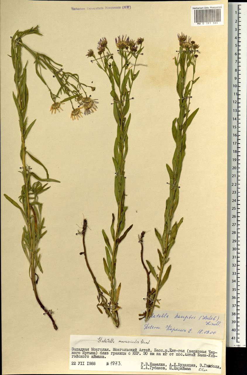Солонечник Гаупта (Ledeb.) Lindl. ex DC., Монголия (MONG) (Монголия)