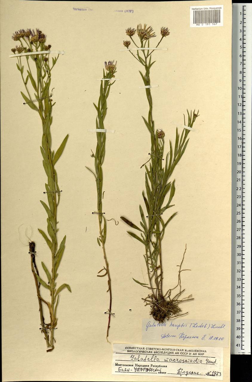 Солонечник Гаупта (Ledeb.) Lindl. ex DC., Монголия (MONG) (Монголия)