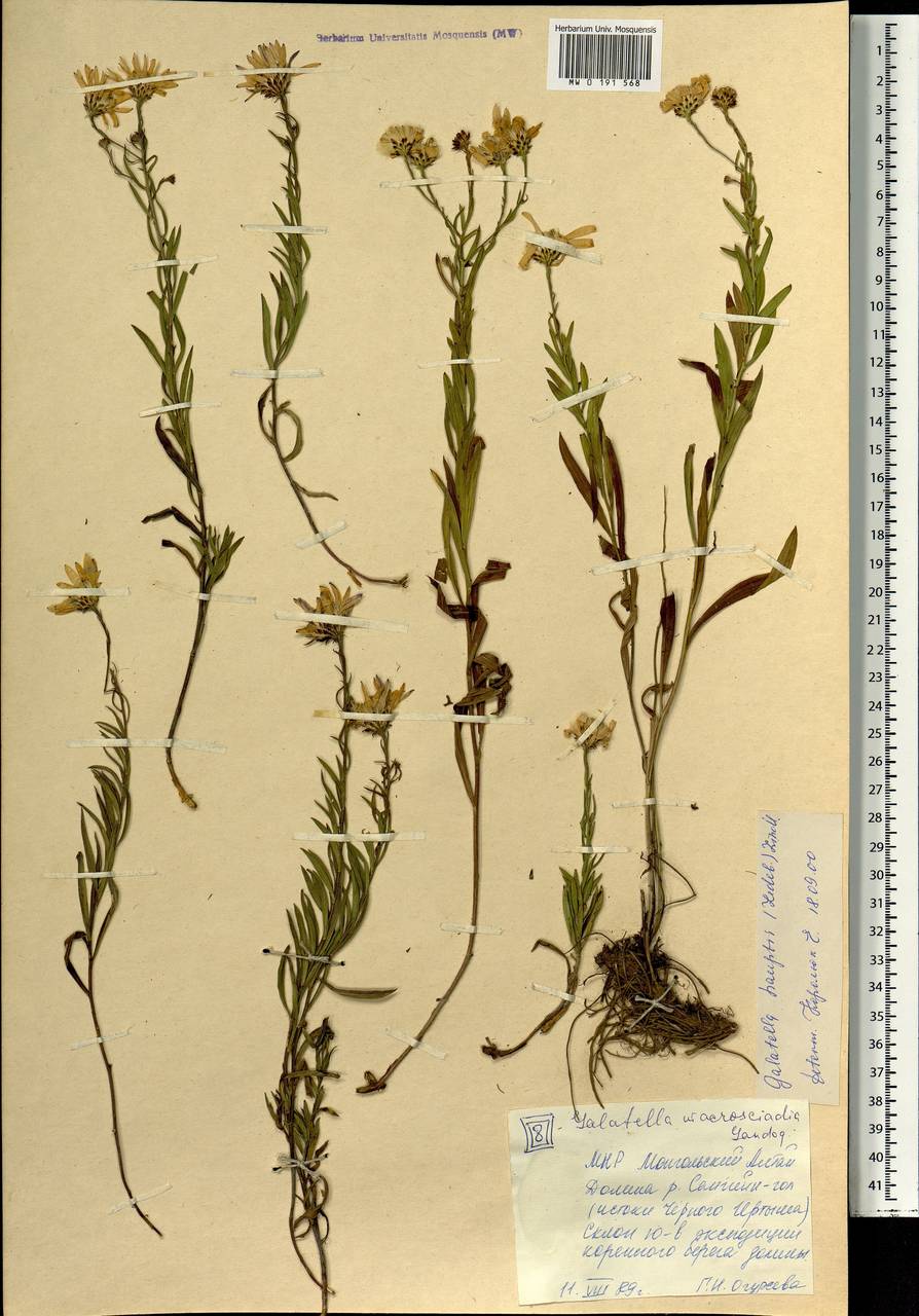 Солонечник Гаупта (Ledeb.) Lindl. ex DC., Монголия (MONG) (Монголия)