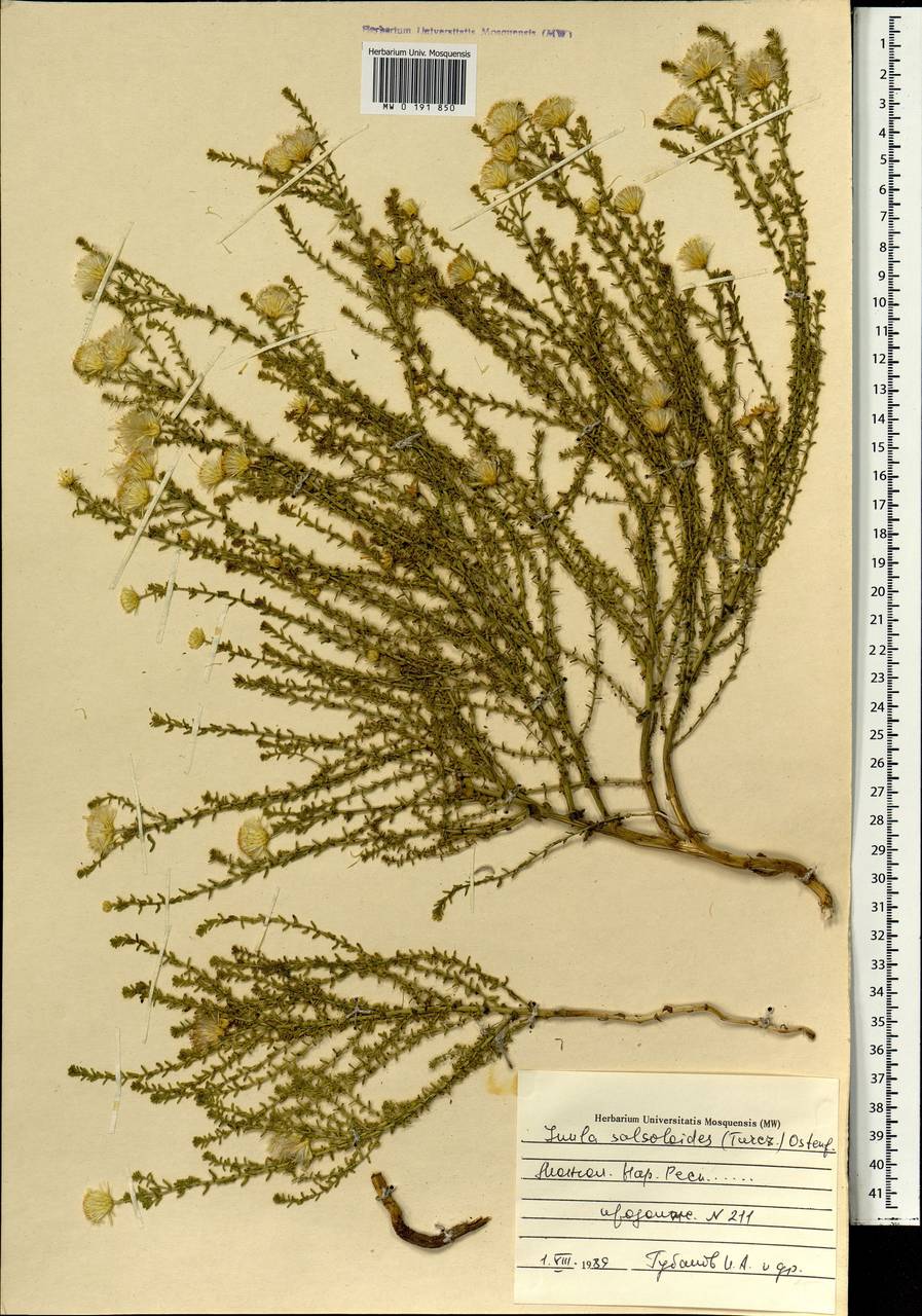 Лимбарда солянковидная (Turcz.) Ikonn., Монголия (MONG) (Монголия)