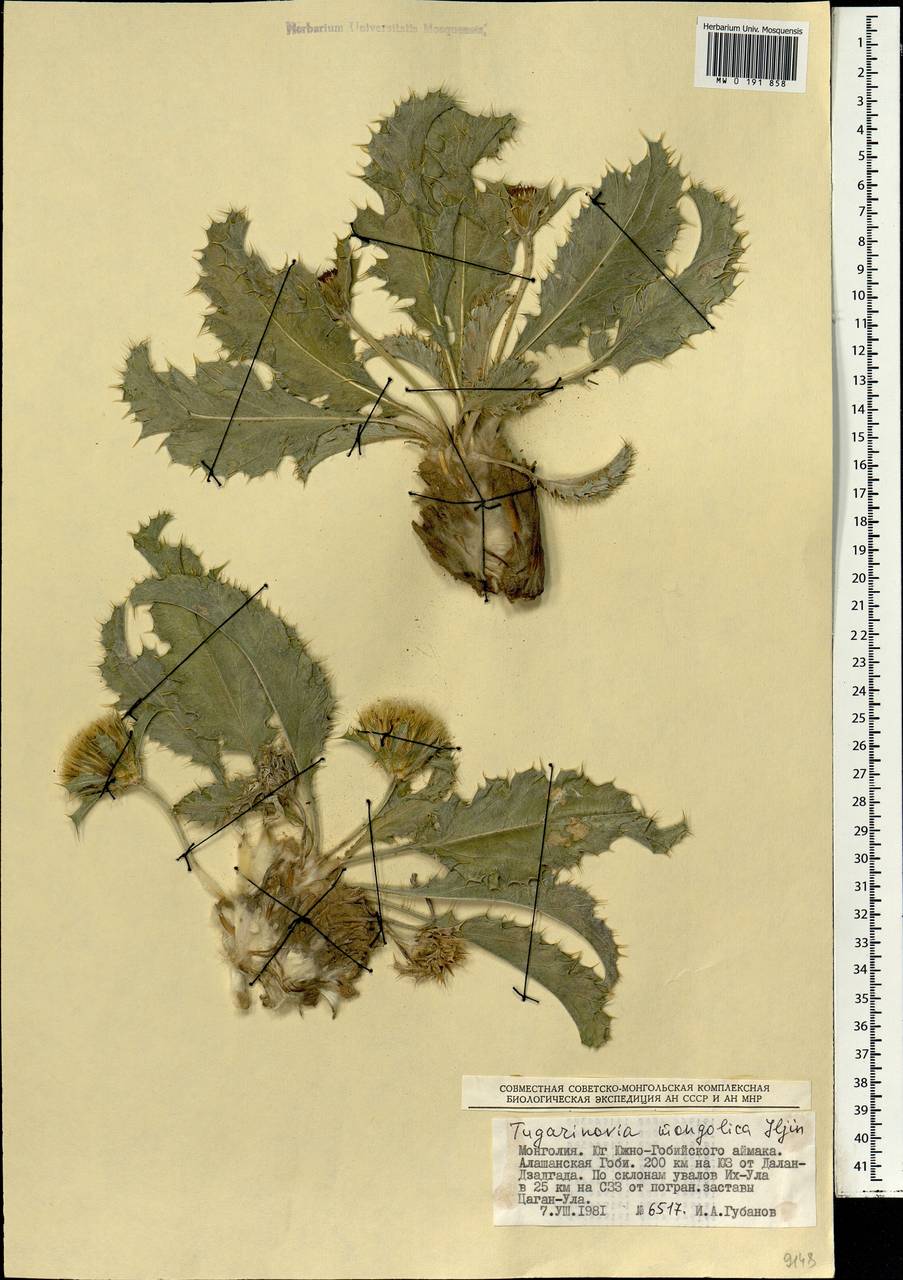 Тугариновия монгольская Iljin, Монголия (MONG) (Монголия)