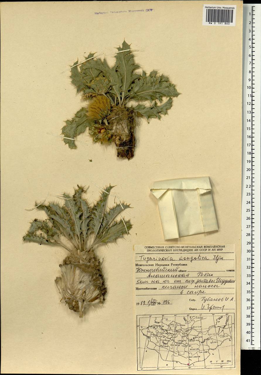 Тугариновия монгольская Iljin, Монголия (MONG) (Монголия)