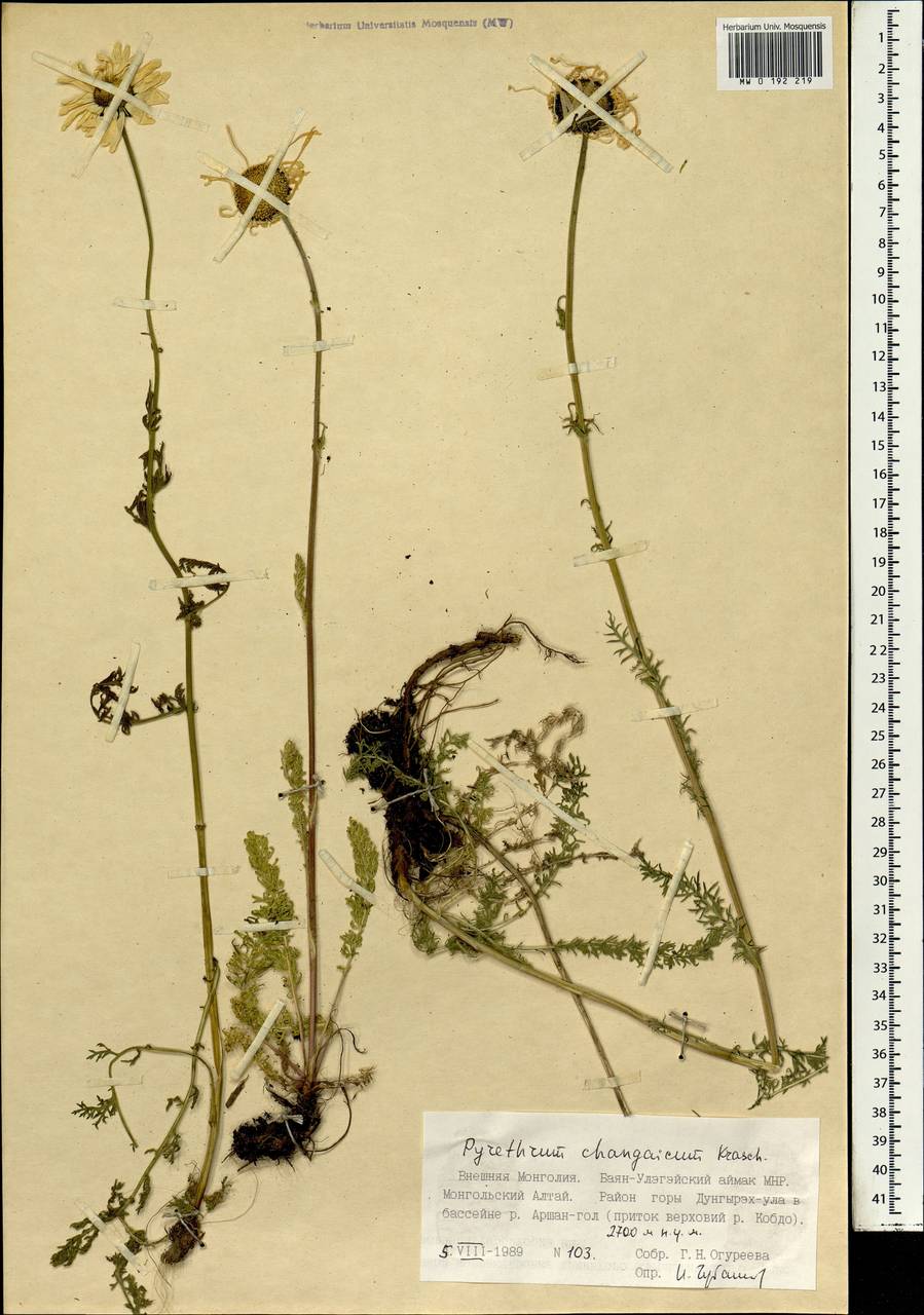 Поповник хангайский Krasch. ex Grub., Монголия (MONG) (Монголия)