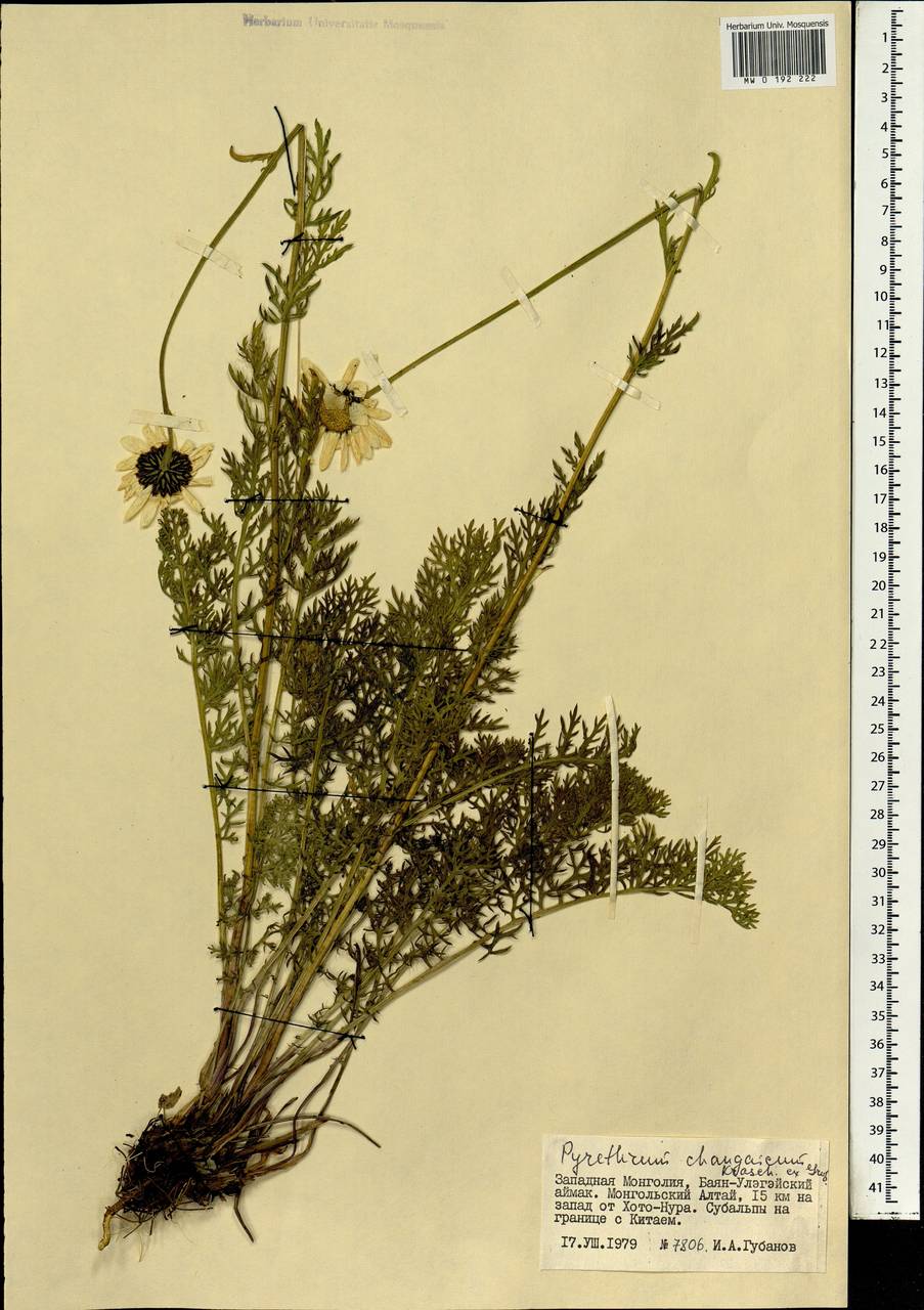 Поповник хангайский Krasch. ex Grub., Монголия (MONG) (Монголия)