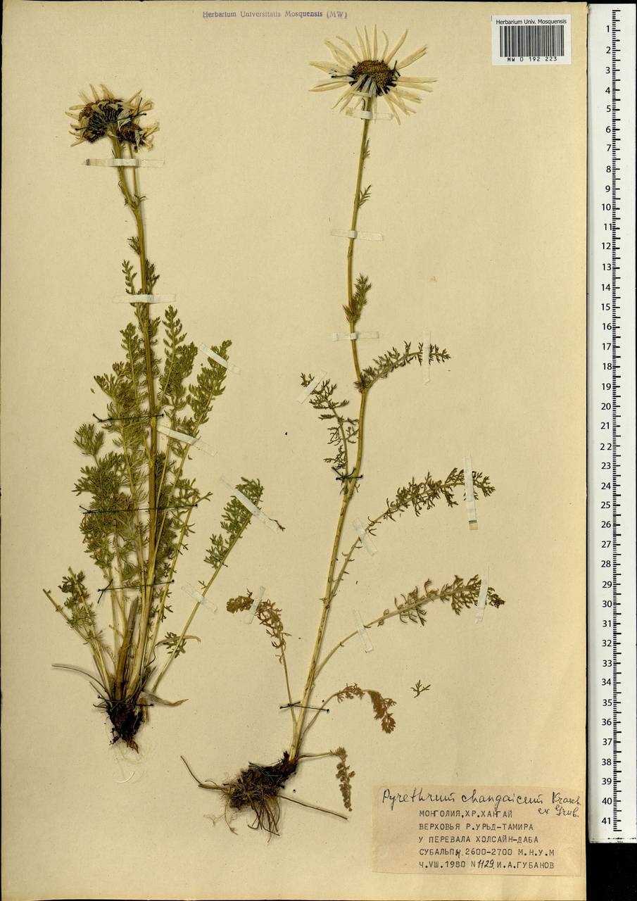 Поповник хангайский Krasch. ex Grub., Монголия (MONG) (Монголия)