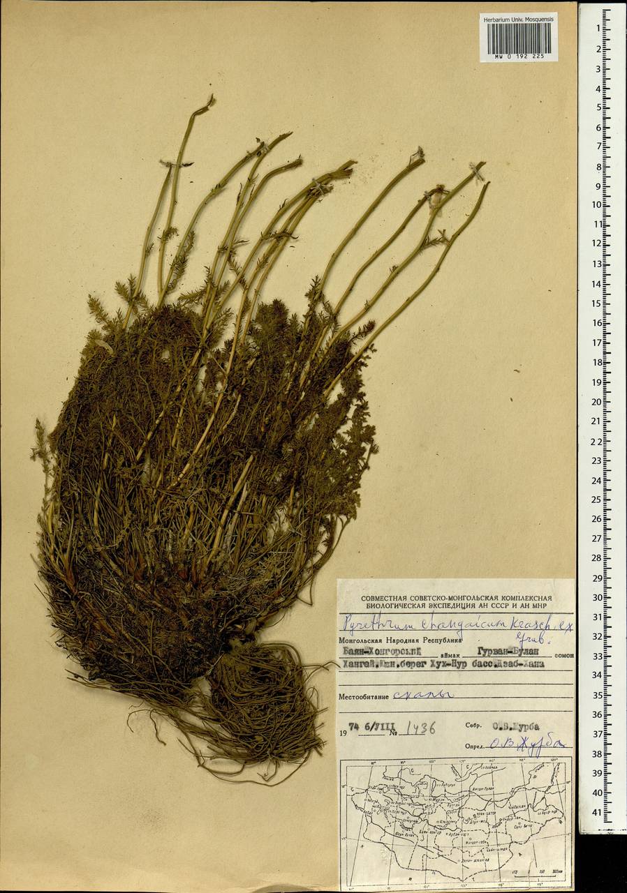 Поповник хангайский Krasch. ex Grub., Монголия (MONG) (Монголия)