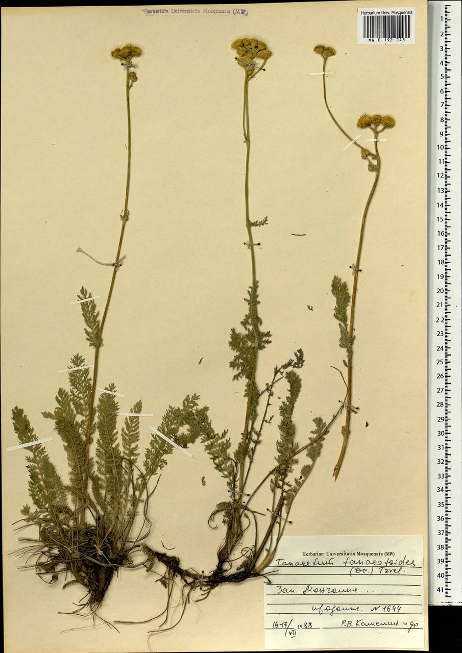 Пижма пижмовидная (DC.) Tzvelev, Монголия (MONG) (Монголия)