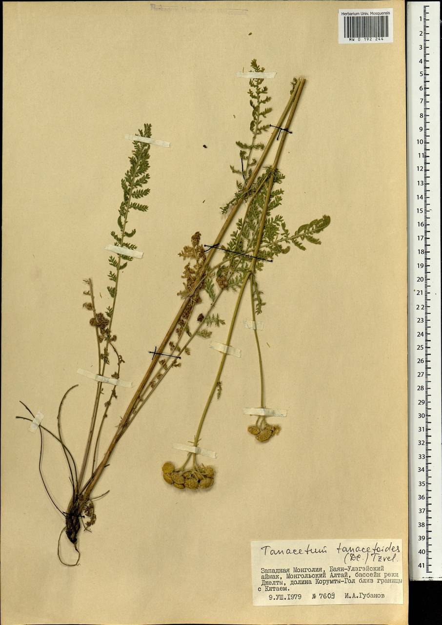 Пижма пижмовидная (DC.) Tzvelev, Монголия (MONG) (Монголия)