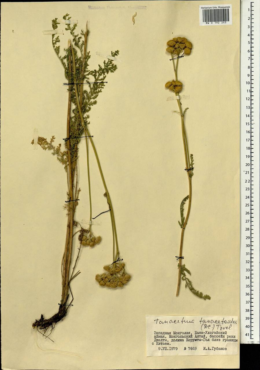 Пижма пижмовидная (DC.) Tzvelev, Монголия (MONG) (Монголия)