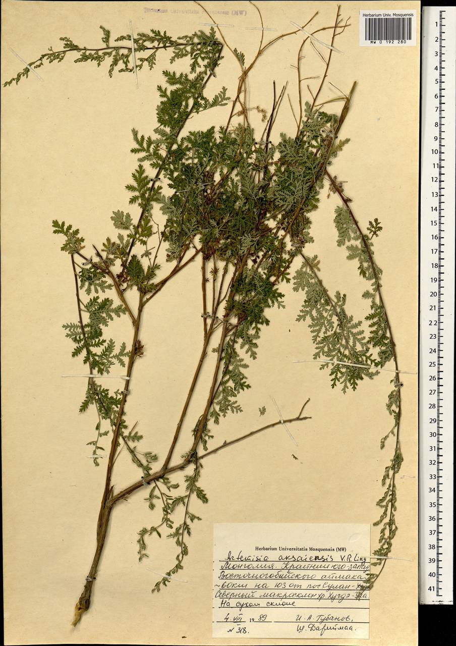 Artemisia aksaiensis