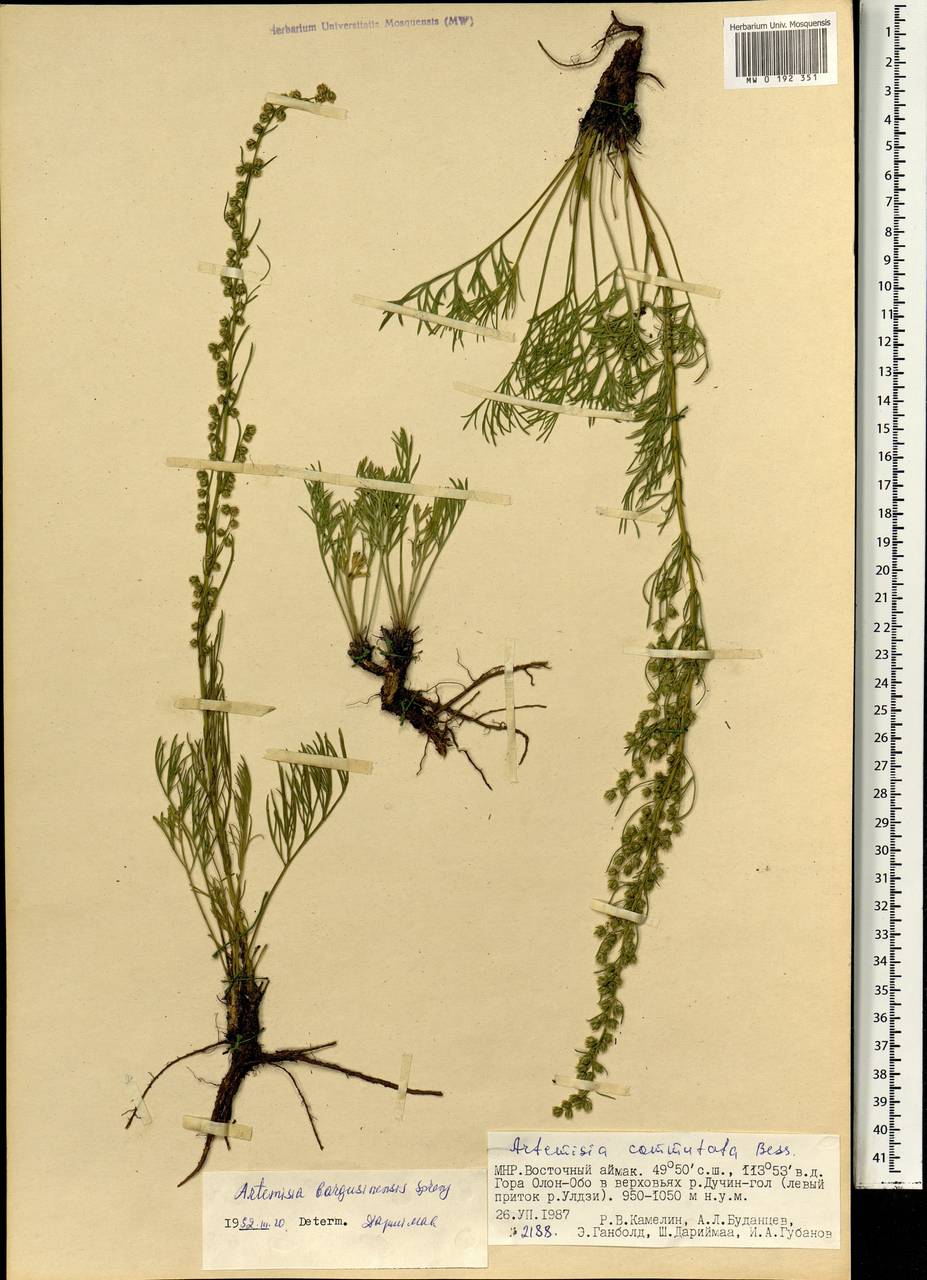 Полынь баргузинская Spreng., Монголия (MONG) (Монголия)