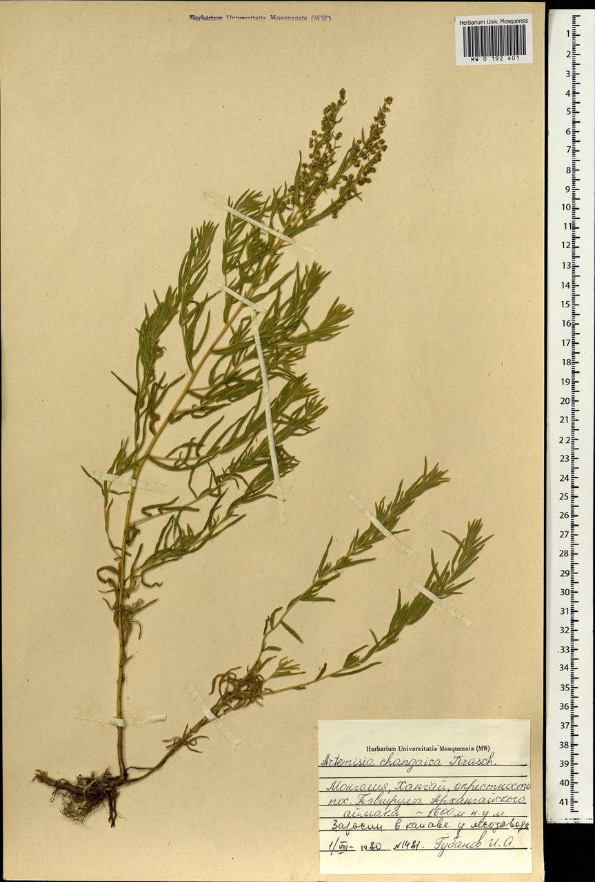Artemisia dracunculus var. changaica (Krasch.) Y. R. Ling, Монголия (MONG) (Монголия)