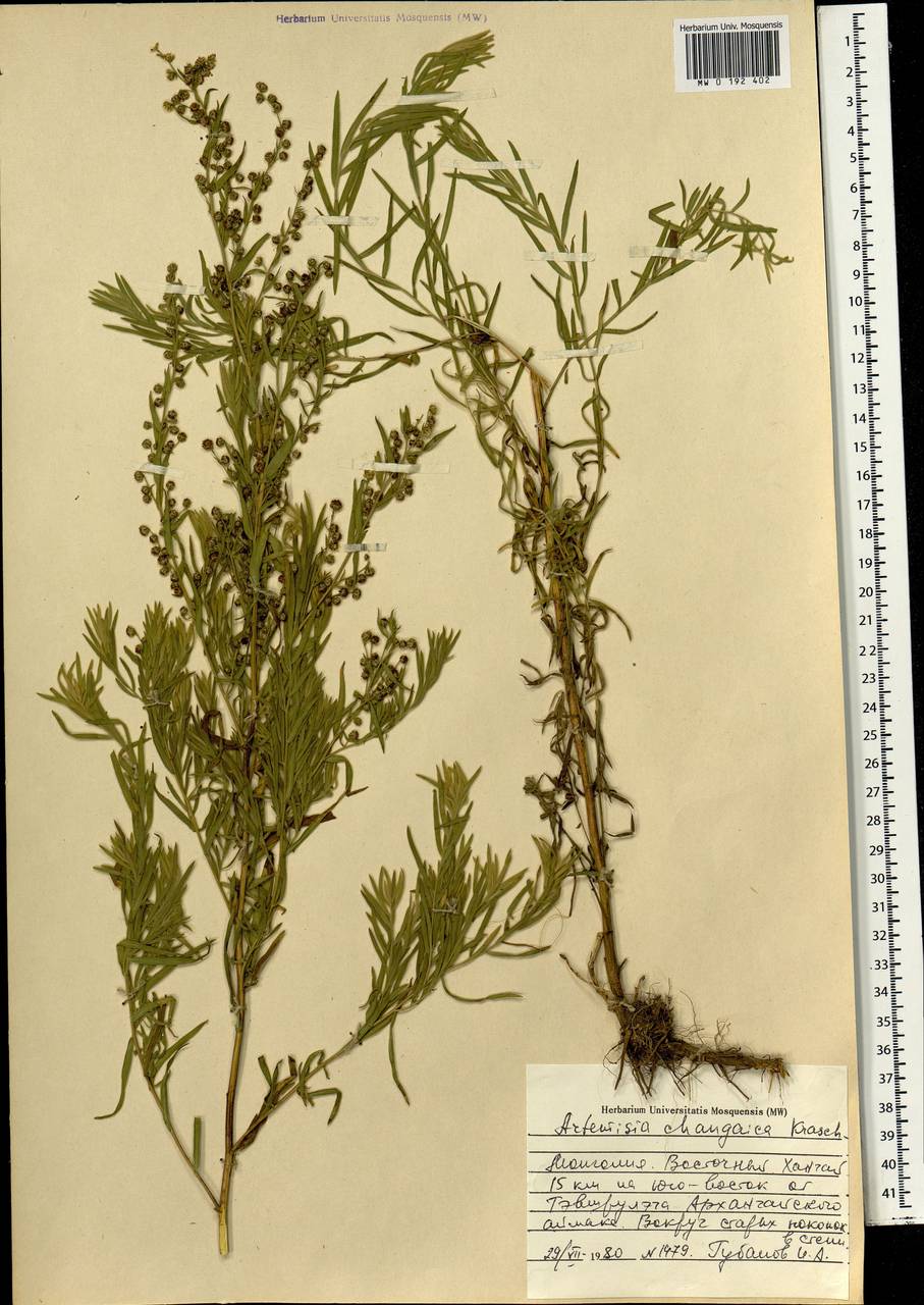 Artemisia dracunculus var. changaica (Krasch.) Y. R. Ling, Монголия (MONG) (Монголия)