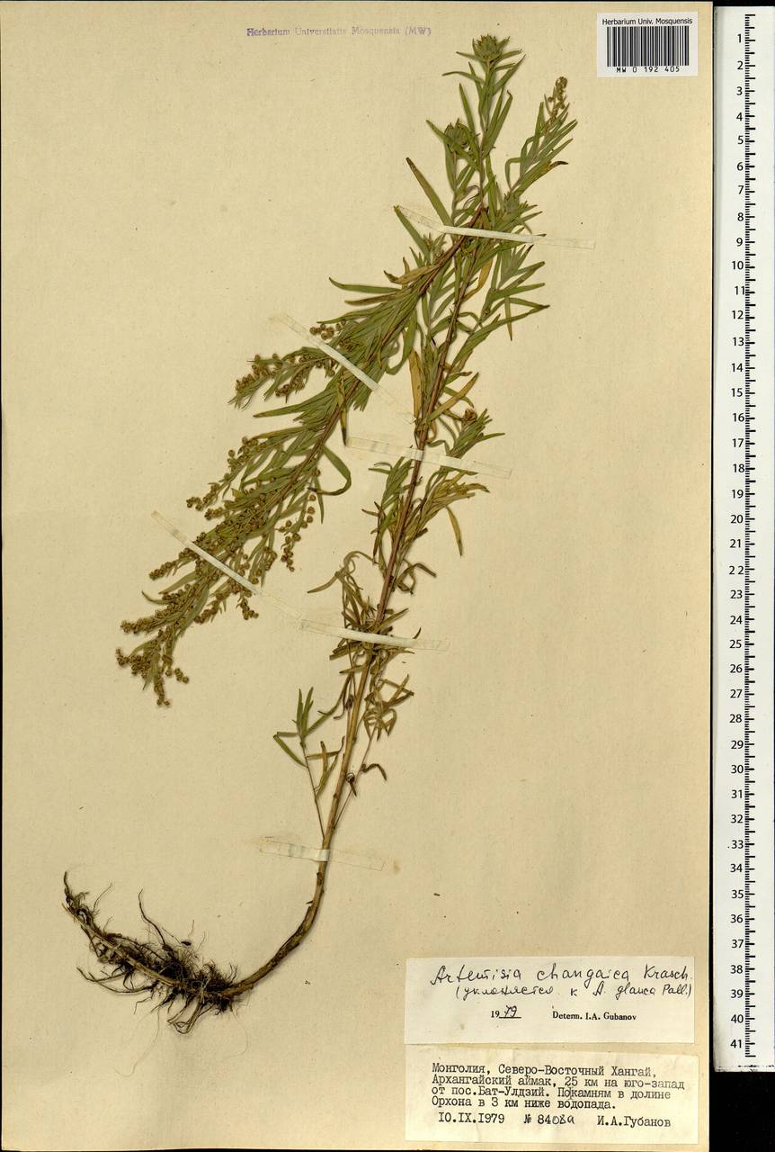 Artemisia dracunculus var. changaica (Krasch.) Y. R. Ling, Монголия (MONG) (Монголия)