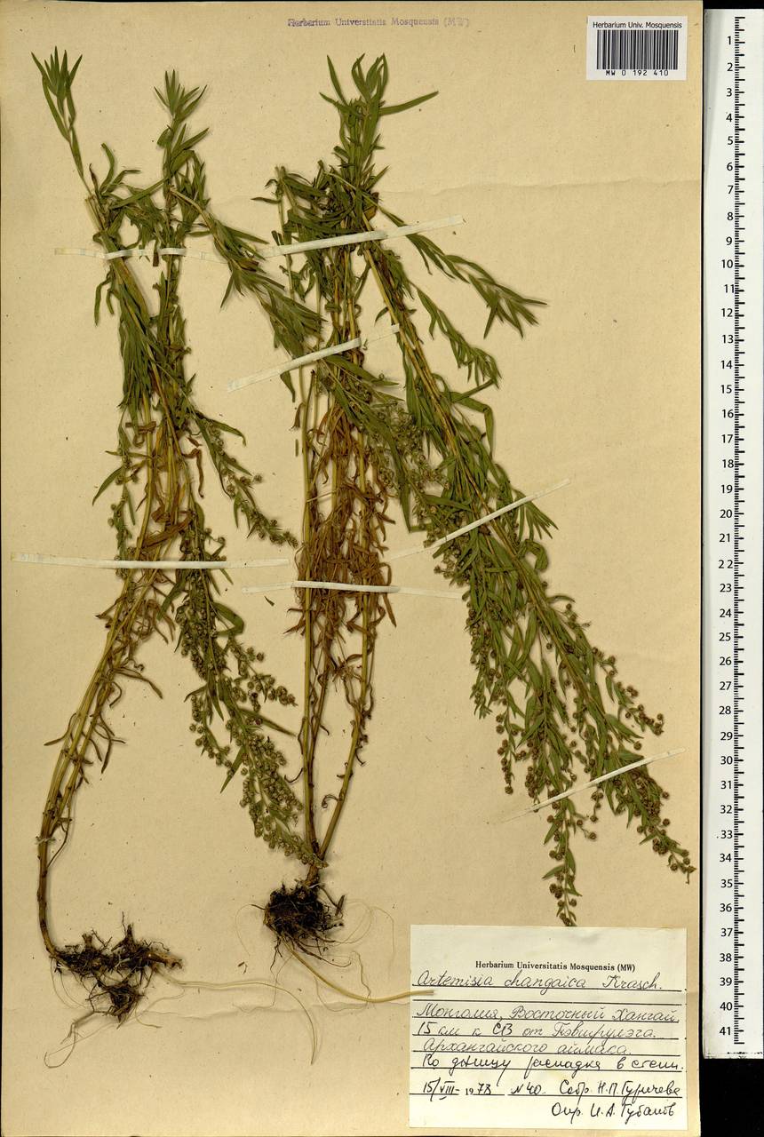 Artemisia dracunculus var. changaica (Krasch.) Y. R. Ling, Монголия (MONG) (Монголия)