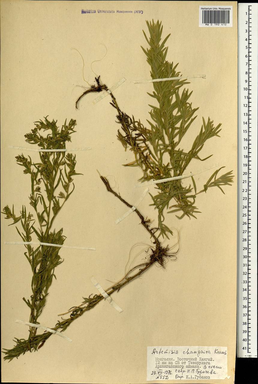 Artemisia dracunculus var. changaica (Krasch.) Y. R. Ling, Монголия (MONG) (Монголия)