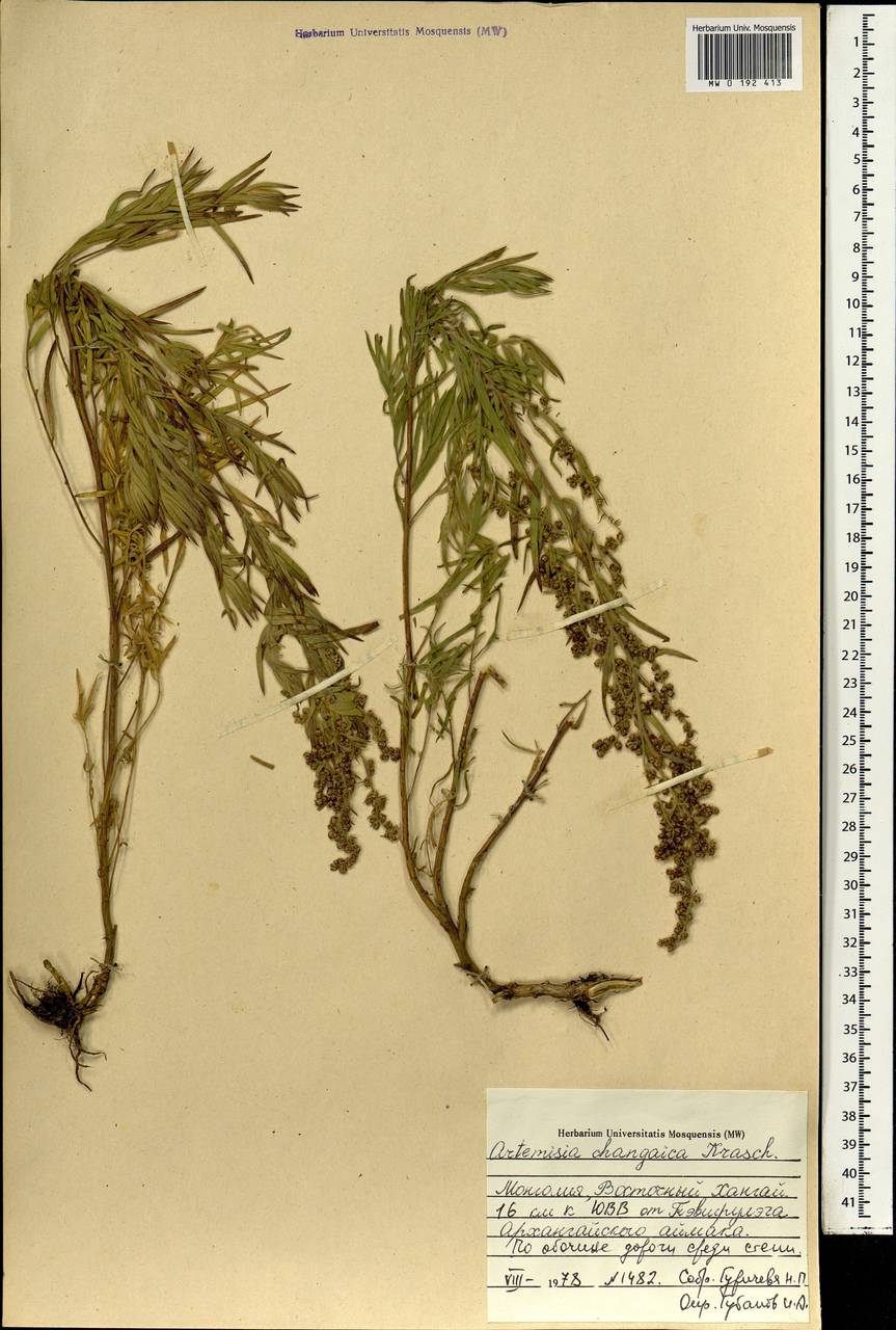 Artemisia dracunculus var. changaica (Krasch.) Y. R. Ling, Монголия (MONG) (Монголия)