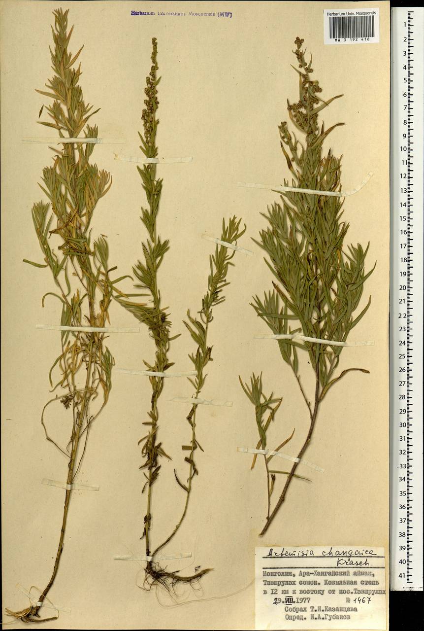 Artemisia dracunculus var. changaica (Krasch.) Y. R. Ling, Монголия (MONG) (Монголия)