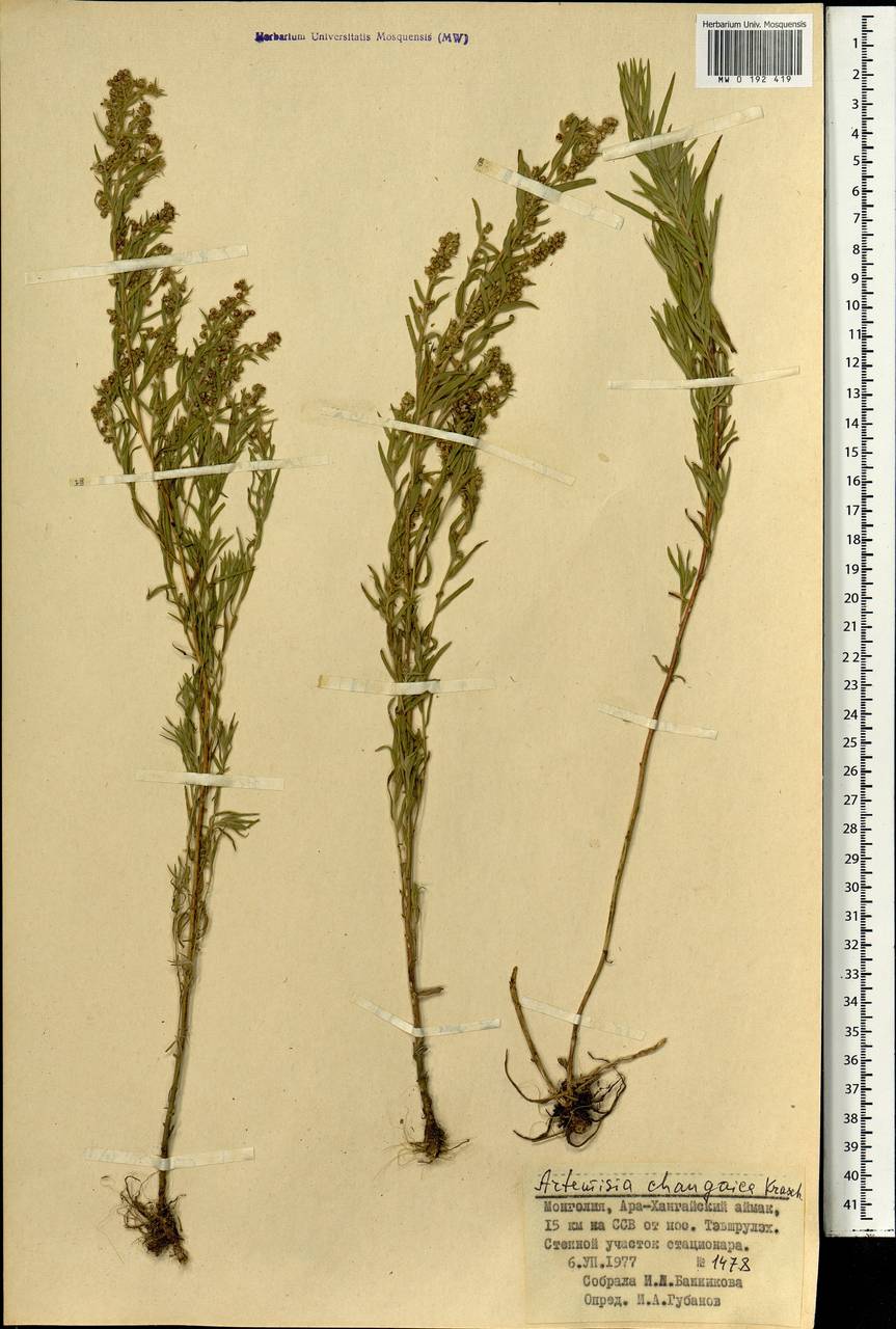 Artemisia dracunculus var. changaica (Krasch.) Y. R. Ling, Монголия (MONG) (Монголия)