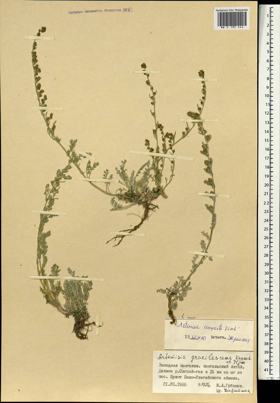 Полынь плотная Fisch. ex Besser, Монголия (MONG) (Монголия)