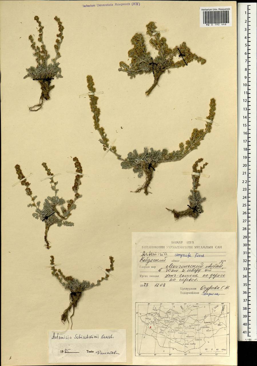 Полынь плотная Fisch. ex Besser, Монголия (MONG) (Монголия)