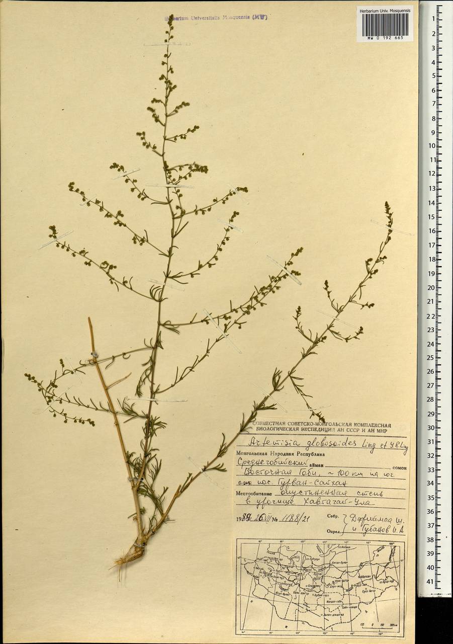 Artemisia globosoides