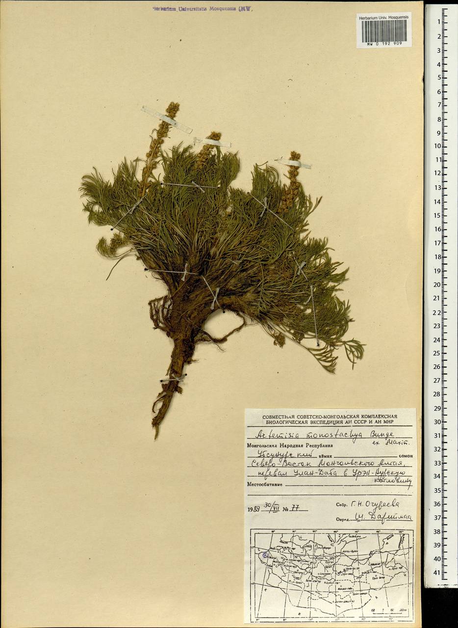 Artemisia pubescens var. monostachya (Bunge ex Maxim.) Y. R. Ling, Монголия (MONG) (Монголия)