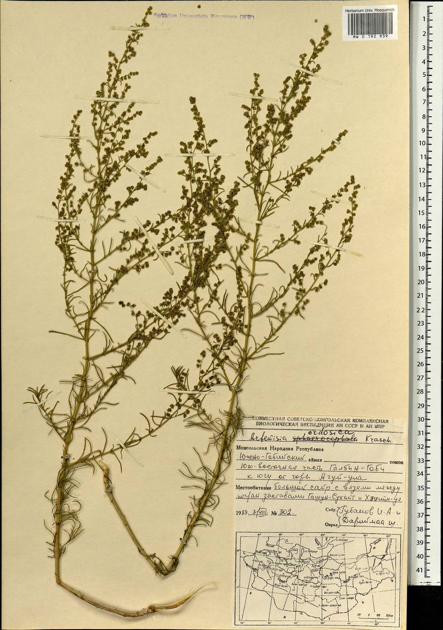 Artemisia ordosica