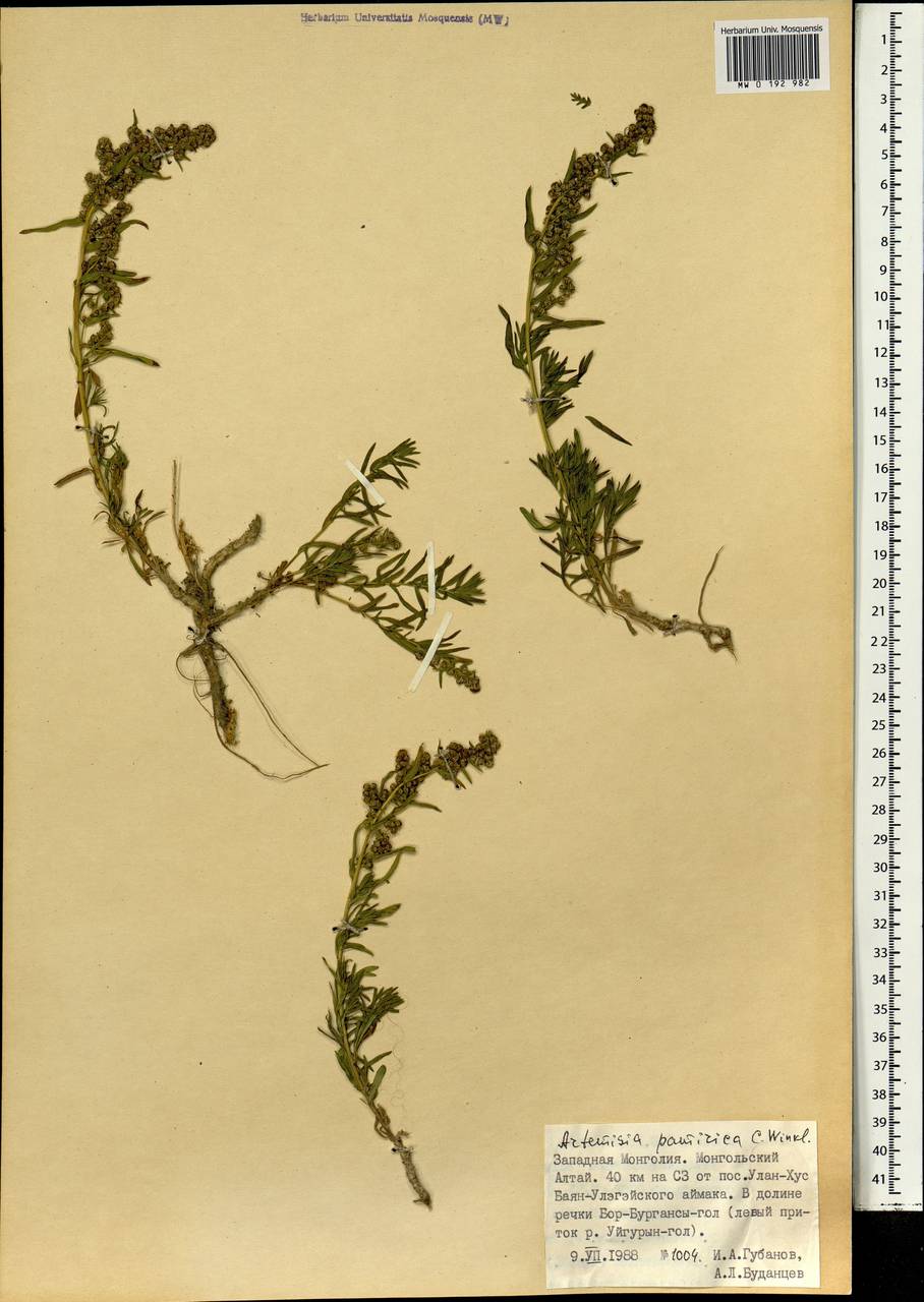 Полынь памирская C. Winkl., Монголия (MONG) (Монголия)